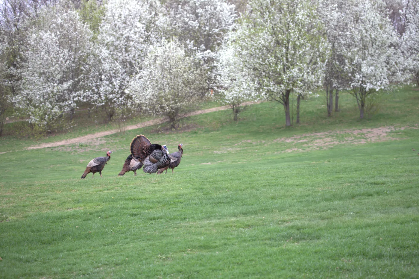 Turkeys on the grounds at Silver Spring Golf Club in Riverside RI