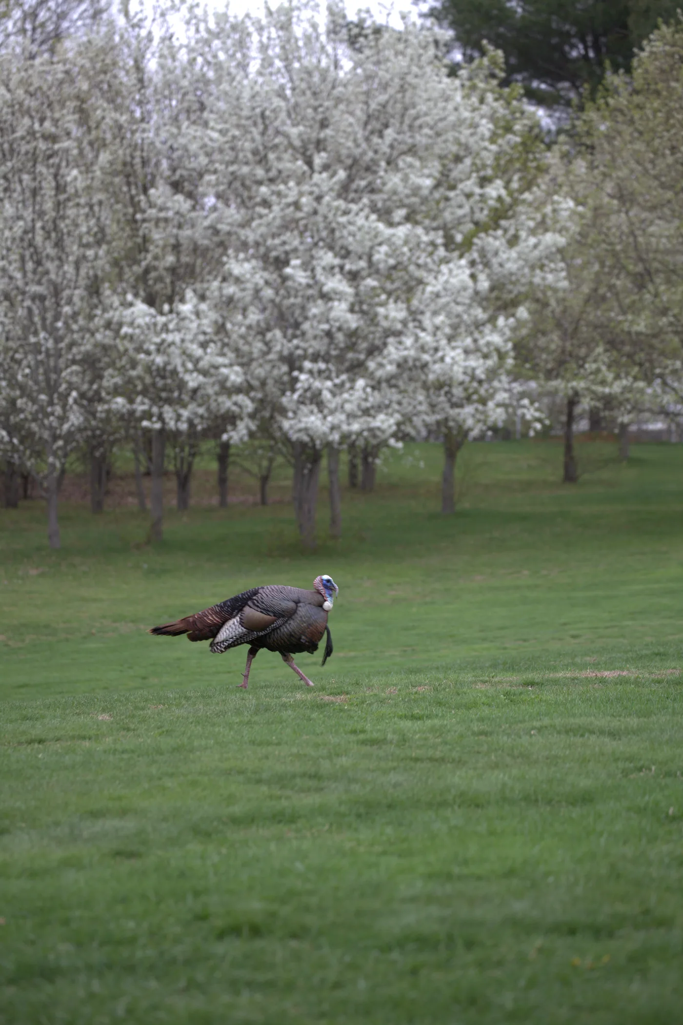 Wildlife on the fairway at Silver Spring Golf Club in Riverside RI